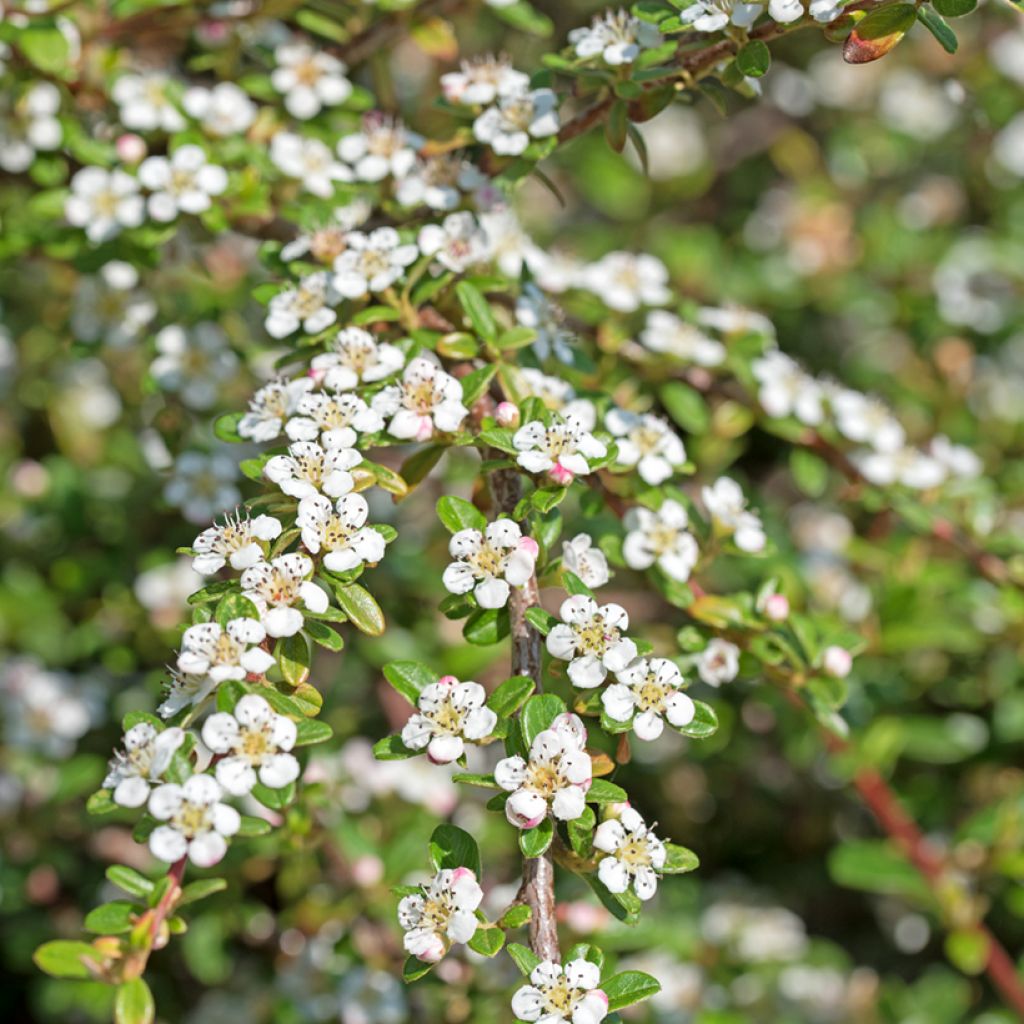 Cotoneaster dammeri - Cotoneaster de gayuba