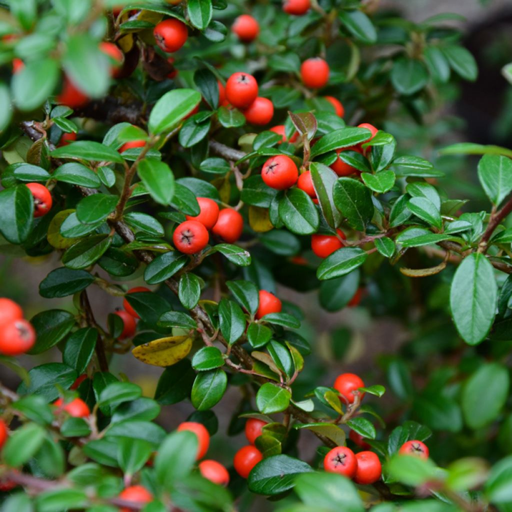 Cotoneaster dammeri - Cotoneaster de gayuba
