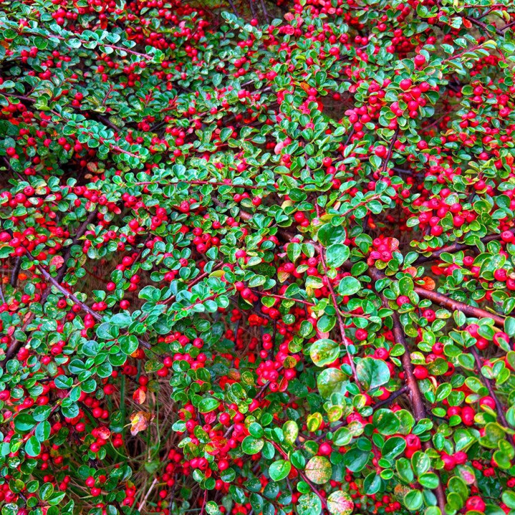 Cotoneaster dammeri - Cotoneaster de gayuba