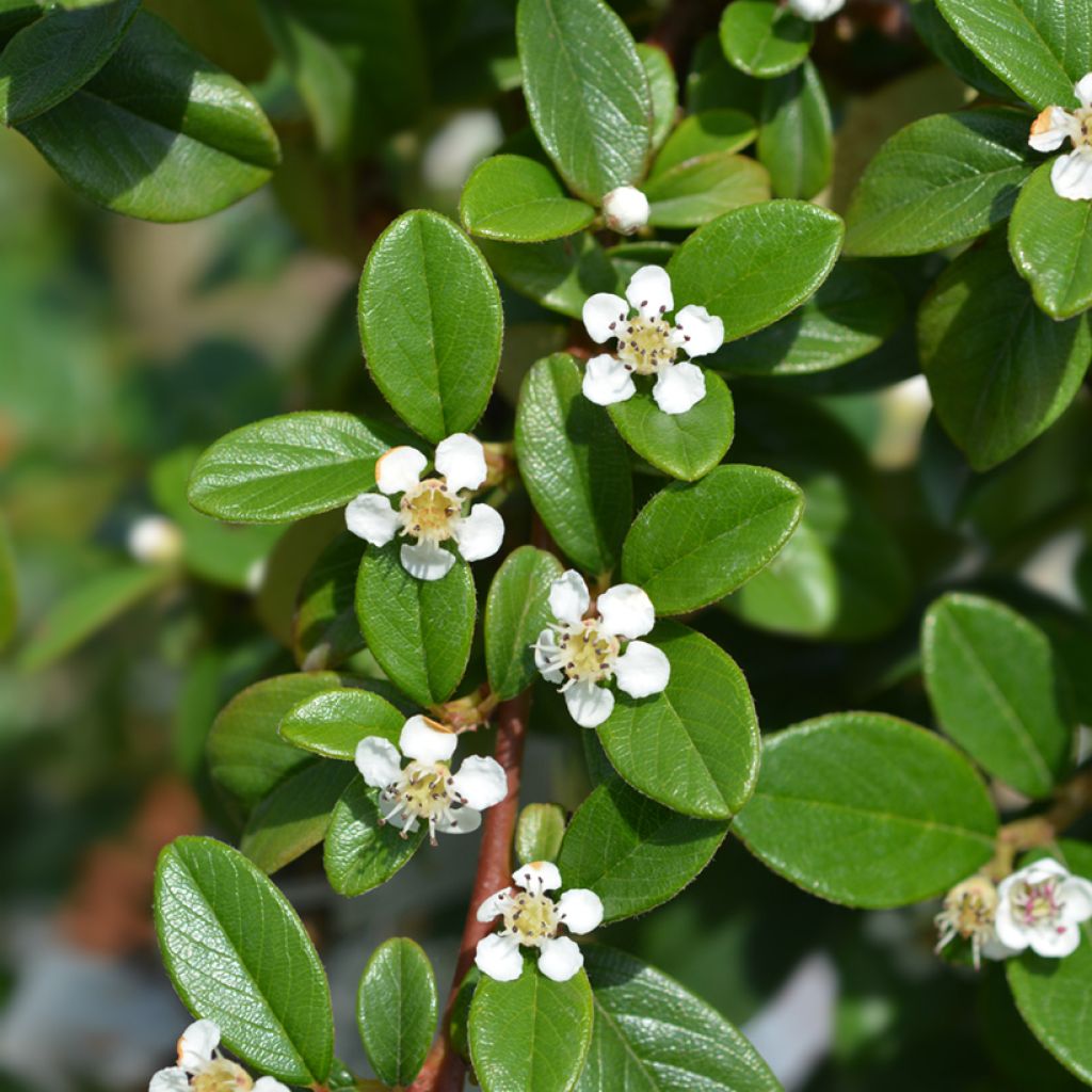 Cotoneaster dammeri - Cotoneaster de gayuba