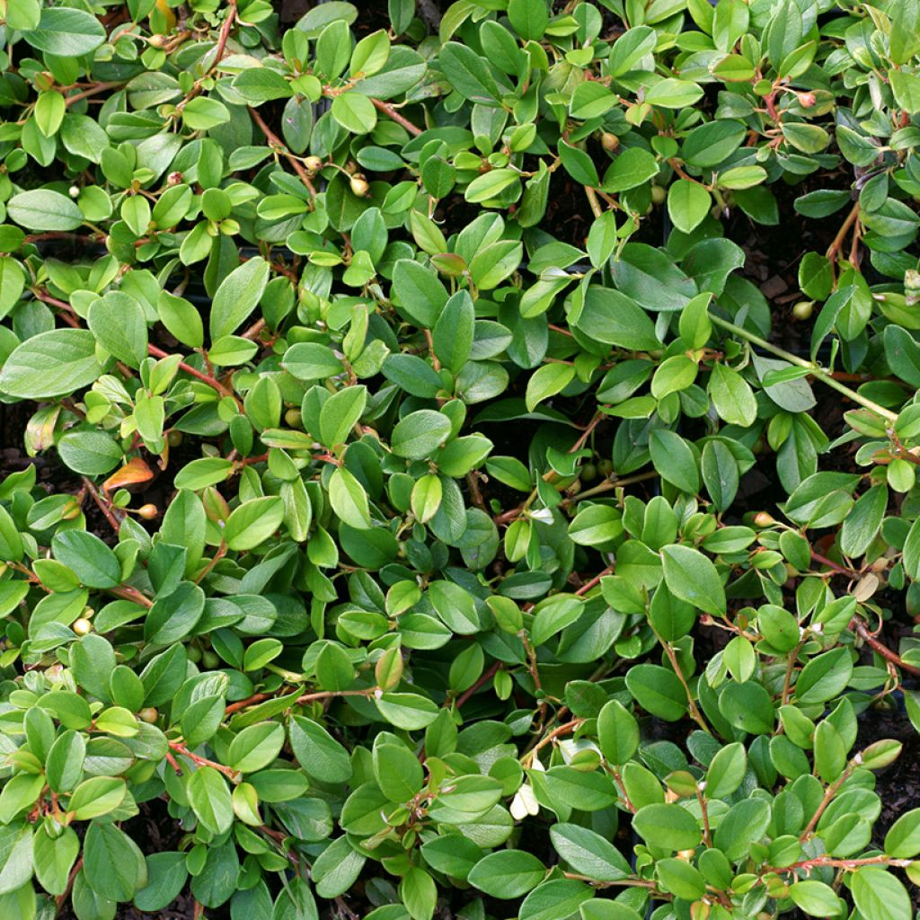 Cotoneaster dammeri - Cotoneaster de gayuba