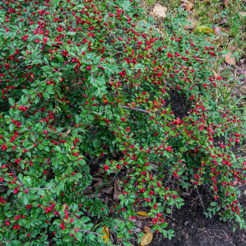 Cotoneaster dammeri - Cotoneaster de gayuba