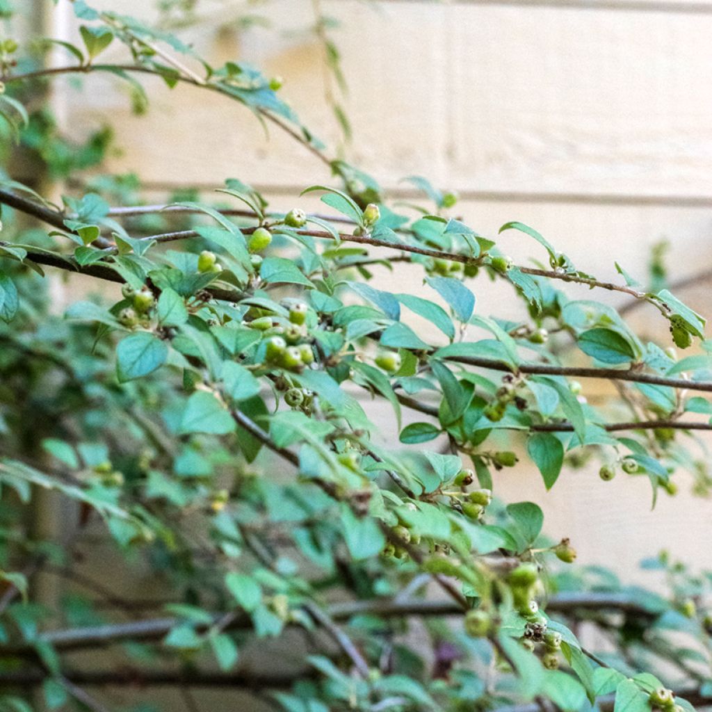 Cotoneaster franchetii
