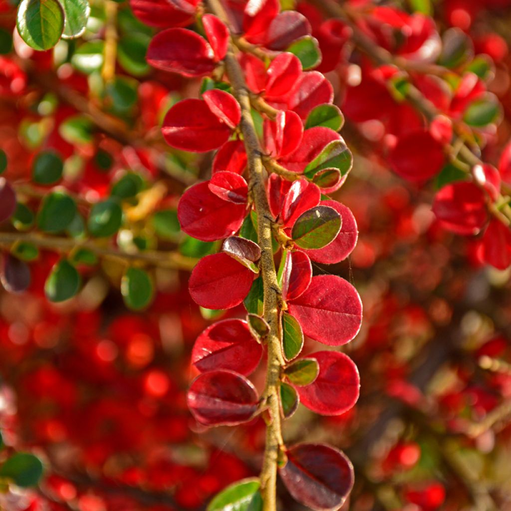Cotoneaster horizontalis - Griñolera