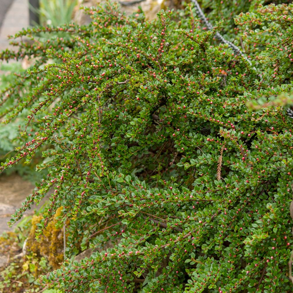 Cotoneaster horizontalis - Griñolera