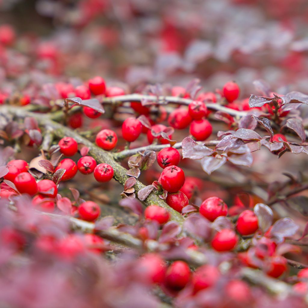 Cotoneaster horizontalis - Griñolera