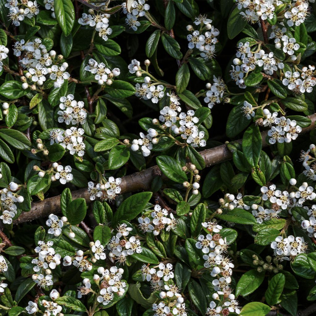 Cotoneaster horizontalis - Griñolera