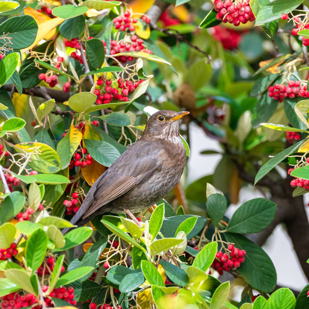 Cotoneaster lacteus