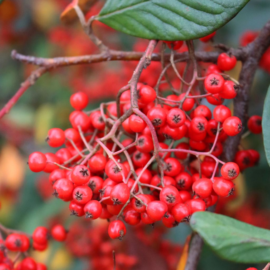 Cotoneaster lacteus