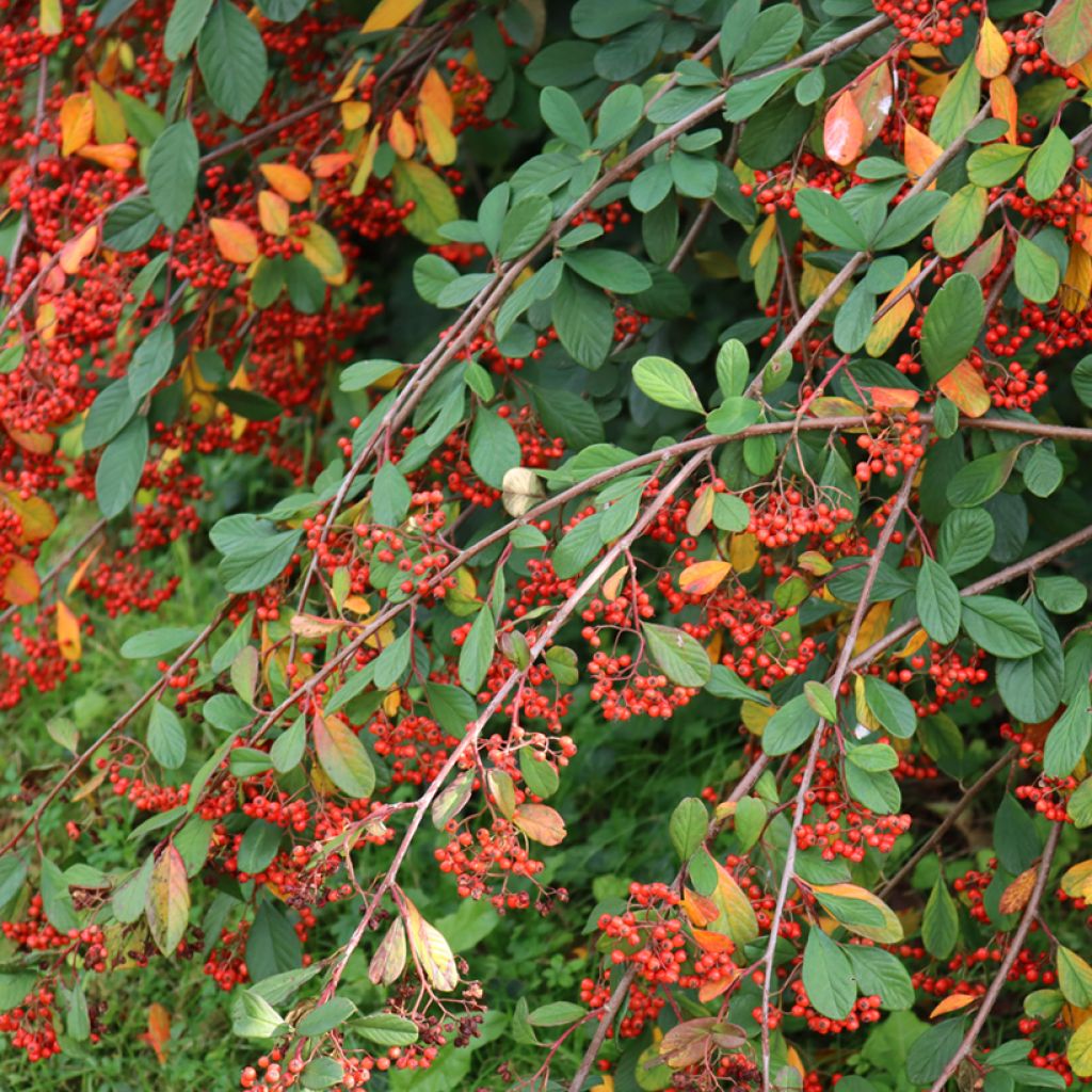 Cotoneaster lacteus