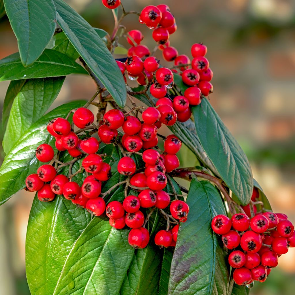 Cotoneaster lacteus