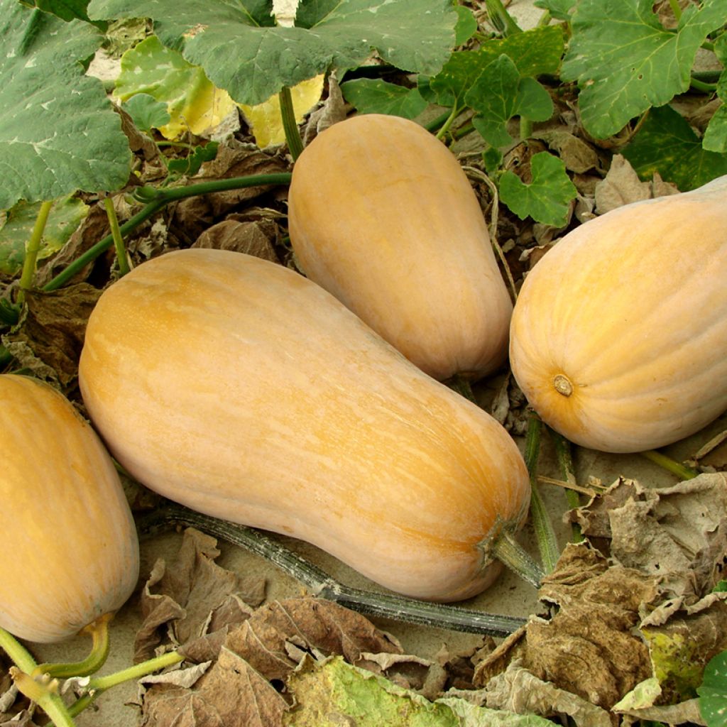 Calabacita amarilla Butternut Harrier F1