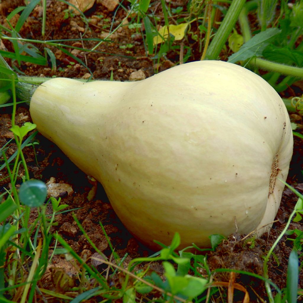 Calabacita amarilla Butternut Harrier F1
