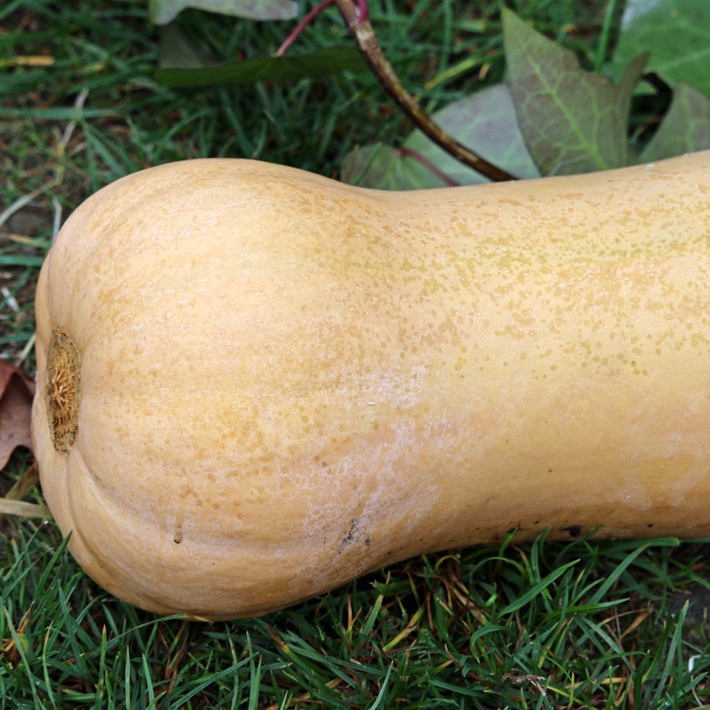 Calabacita amarilla Waltham Butternut