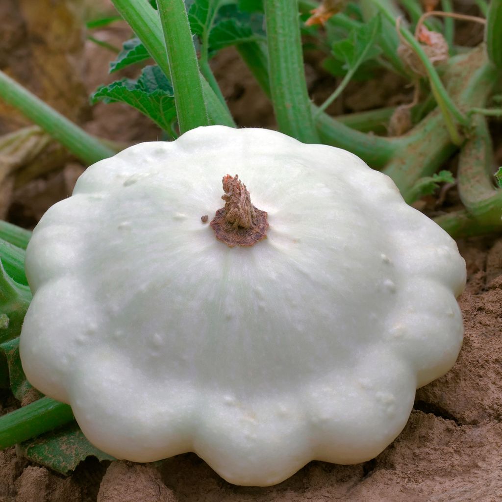 Calabaza bonetera Blanca