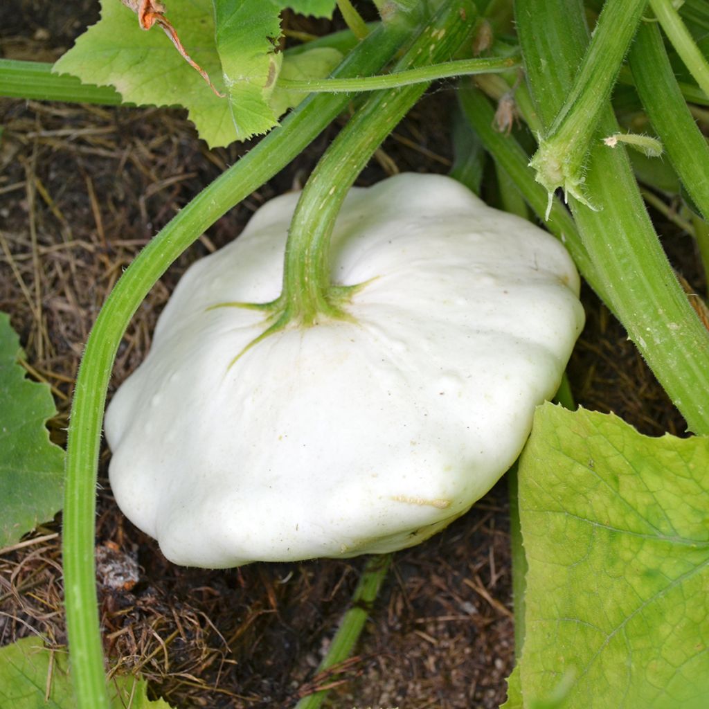 Calabaza bonetera Blanca