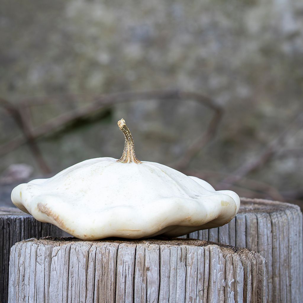 Calabaza bonetera Blanca