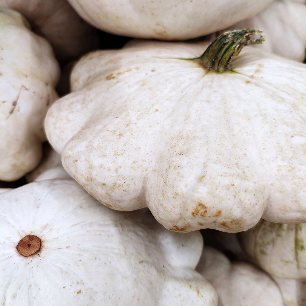 Calabaza bonetera Blanca