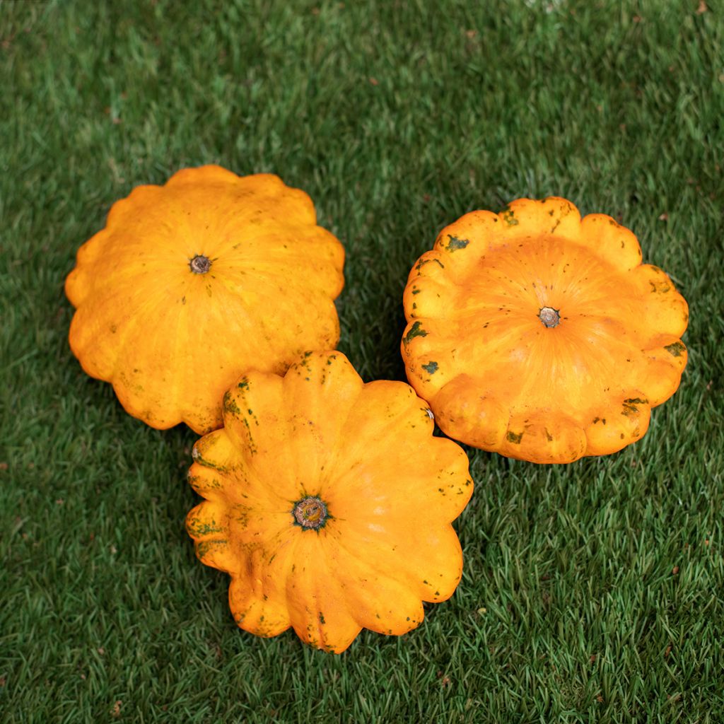 Calabaza bonetera Pâtisson orange