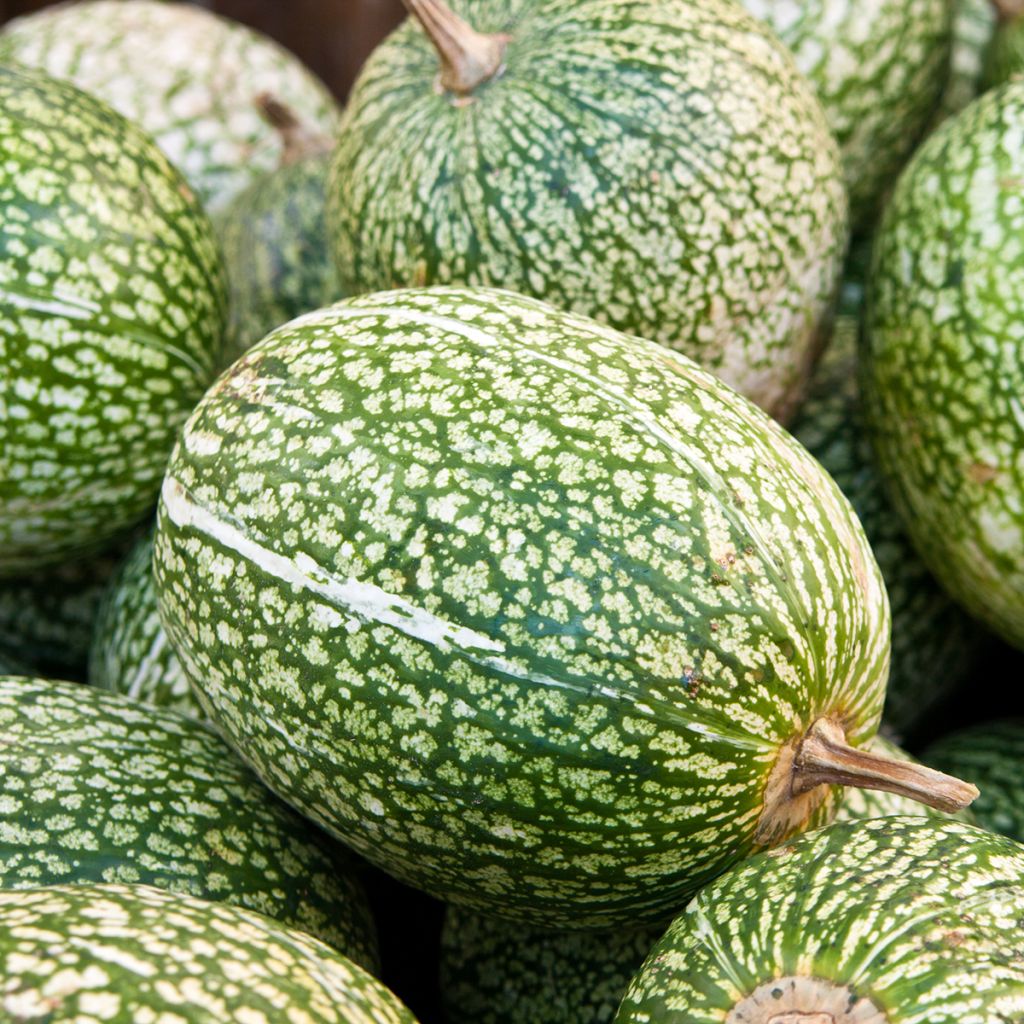 Chilacayote - Cucurbita ficifolia