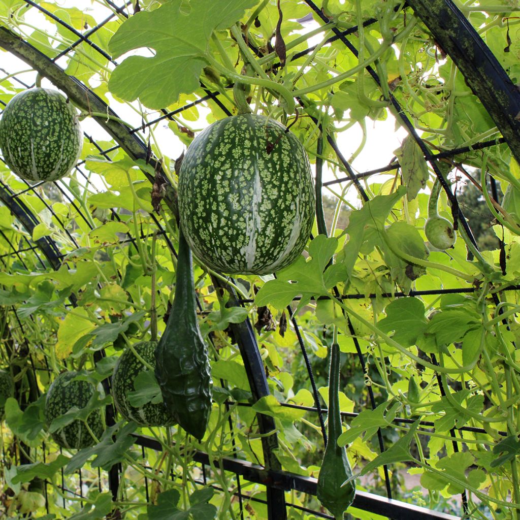 Chilacayote - Cucurbita ficifolia