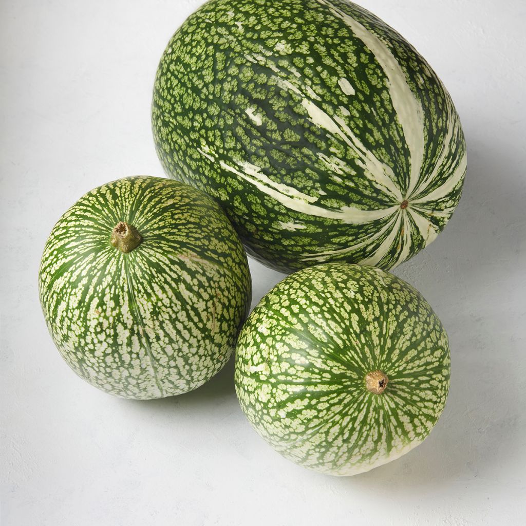 Chilacayote - Cucurbita ficifolia