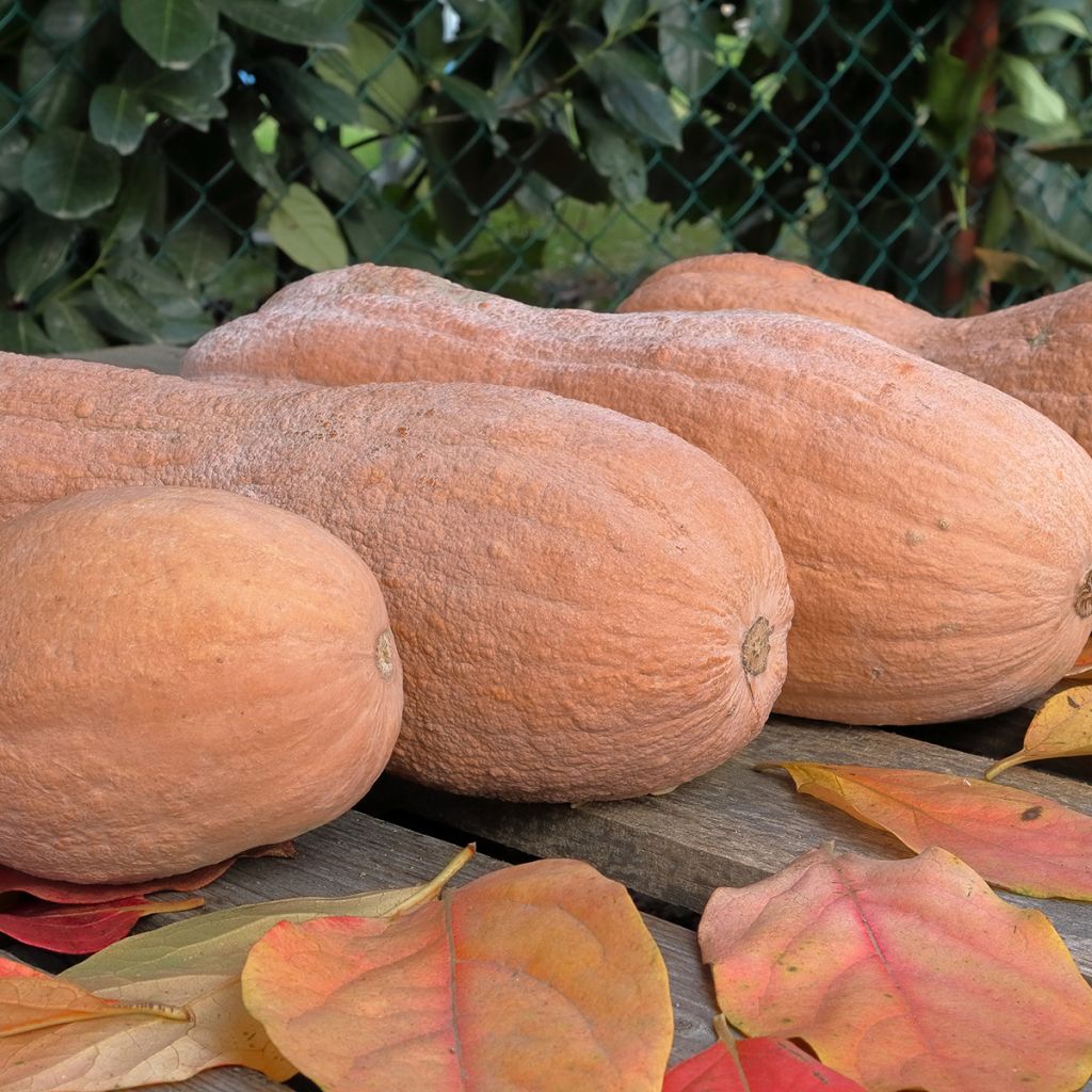 Calabacita amarilla musquée Violina bio