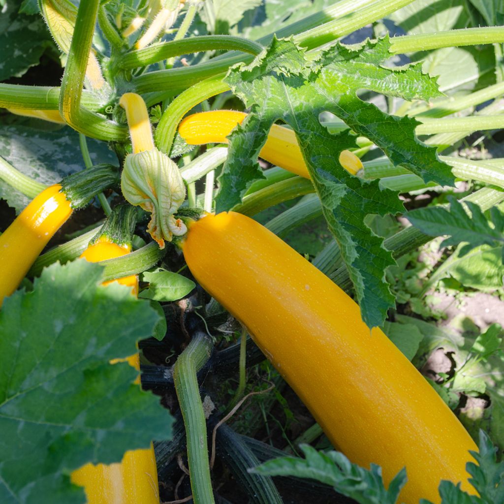 Calabacín hybride Lingodor