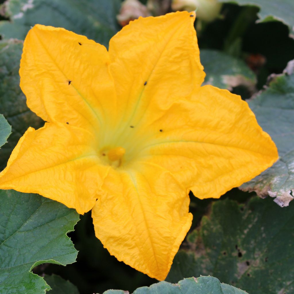 Calabacín hybride Lingodor
