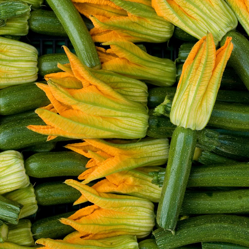 Calabacín Verte de Milan