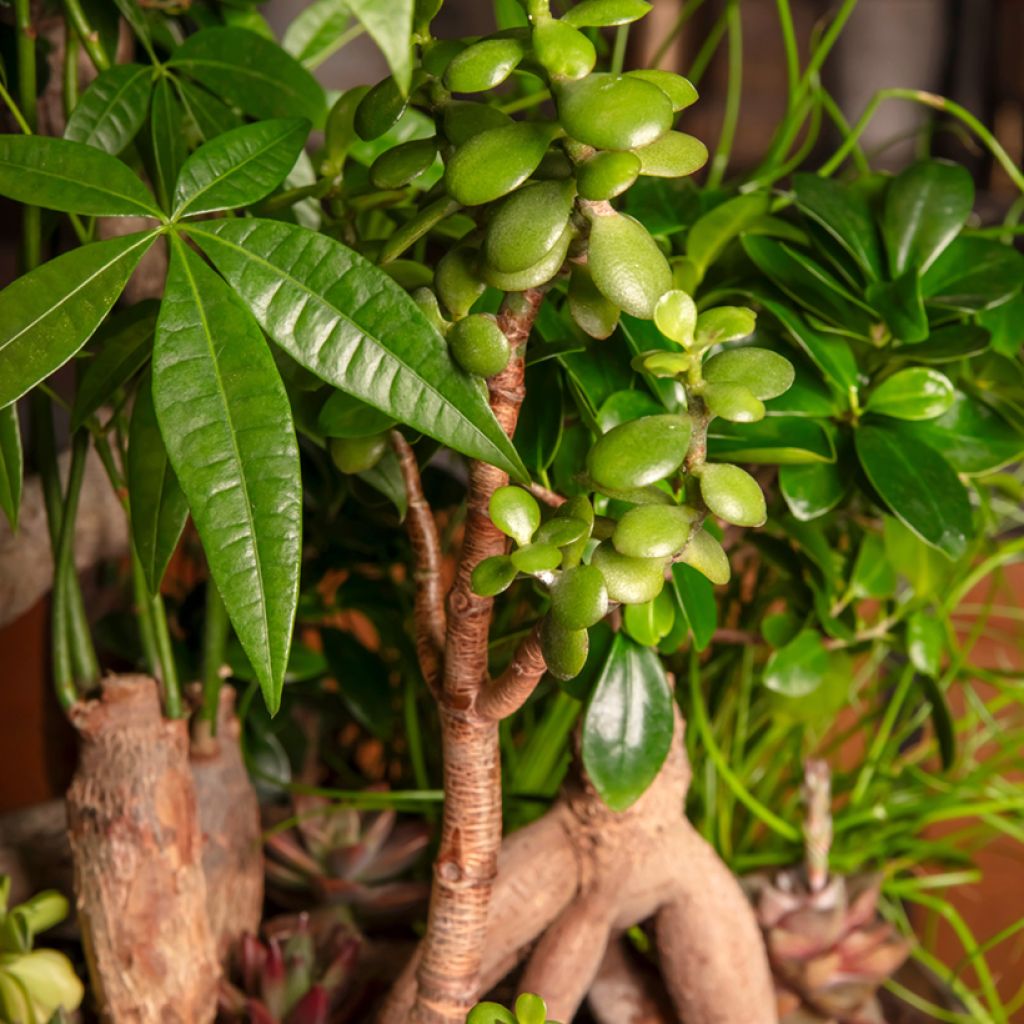 Planta de jade - Crassula ovata