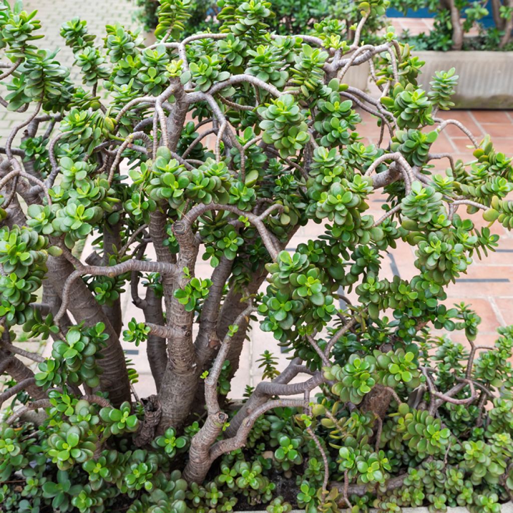 Planta de jade - Crassula ovata