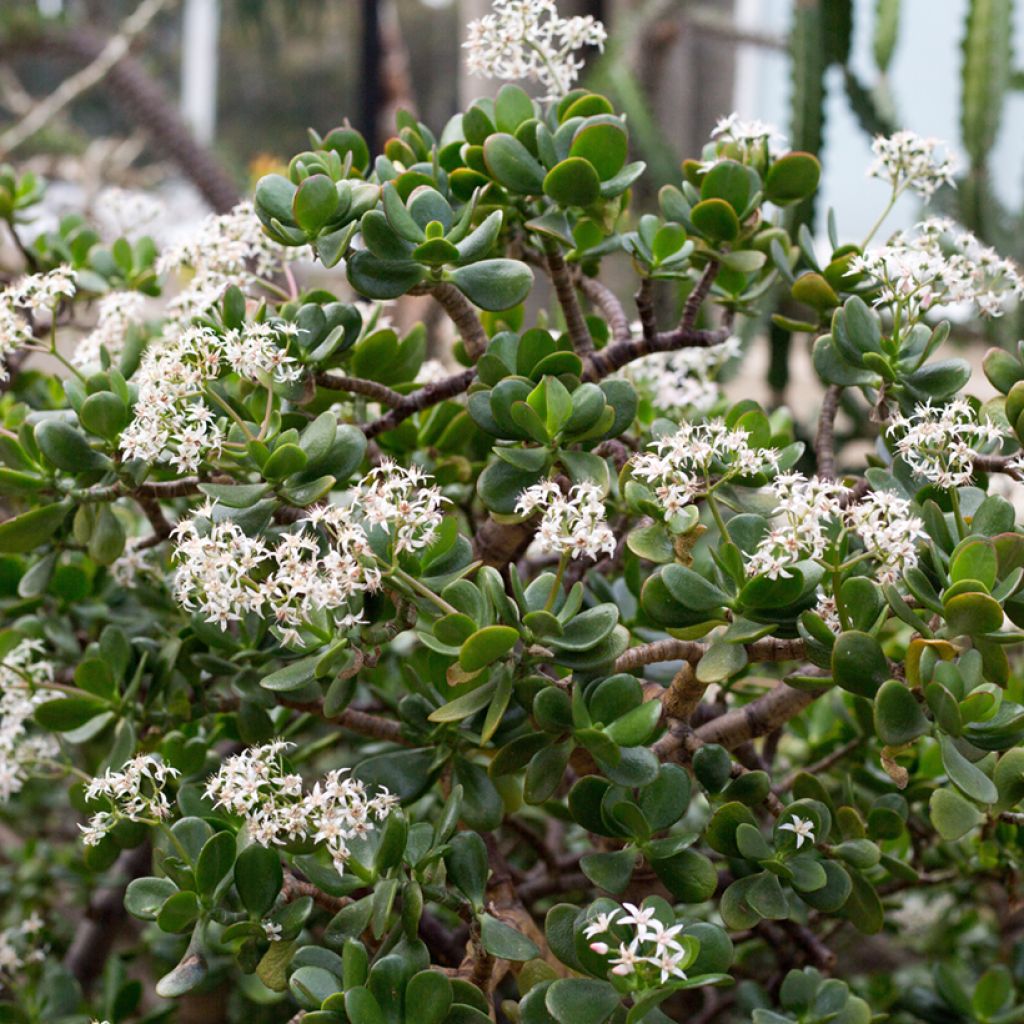 Planta de jade - Crassula ovata