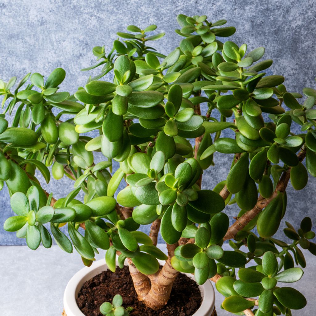 Planta de jade - Crassula ovata