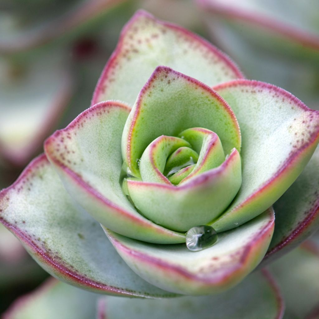 Crassula perforata