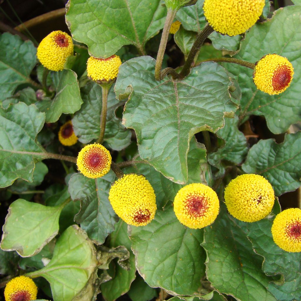 Jambú - Spilanthes oleracea