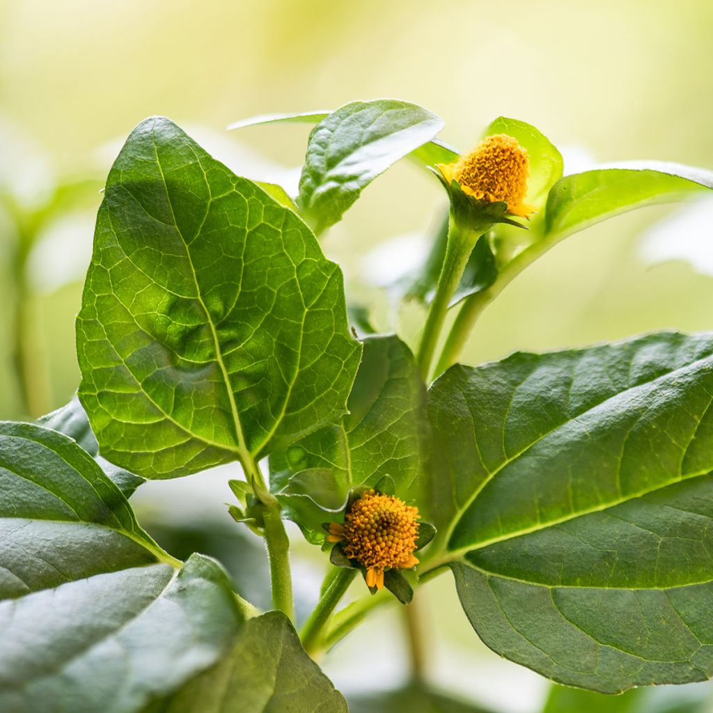 Jambú - Spilanthes oleracea