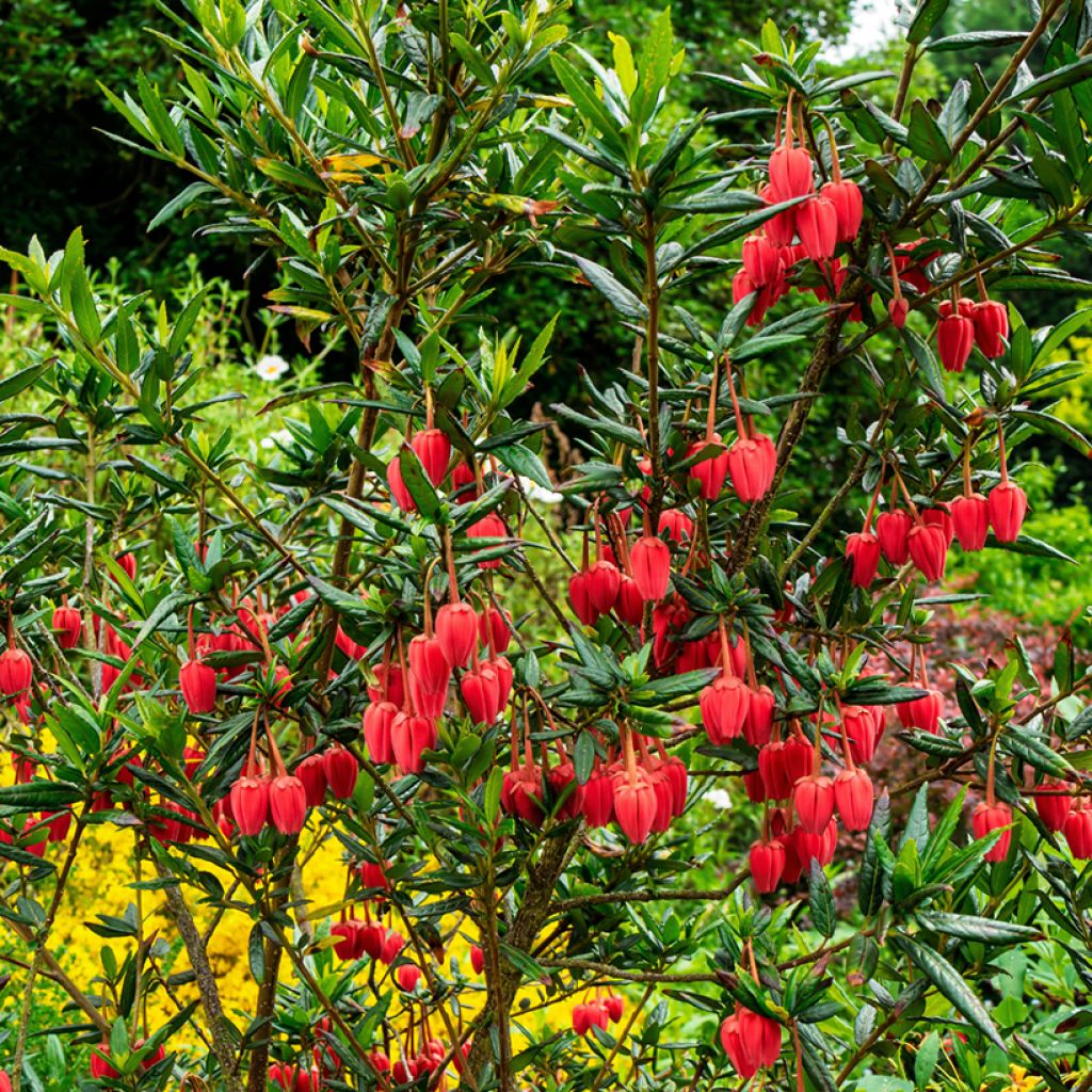 Crinodendron hookerianum - Polizonte