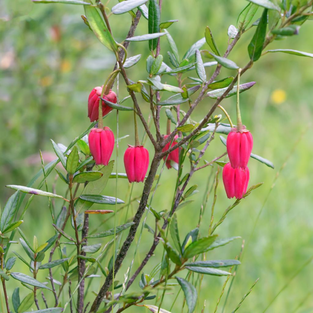 Crinodendron hookerianum - Polizonte