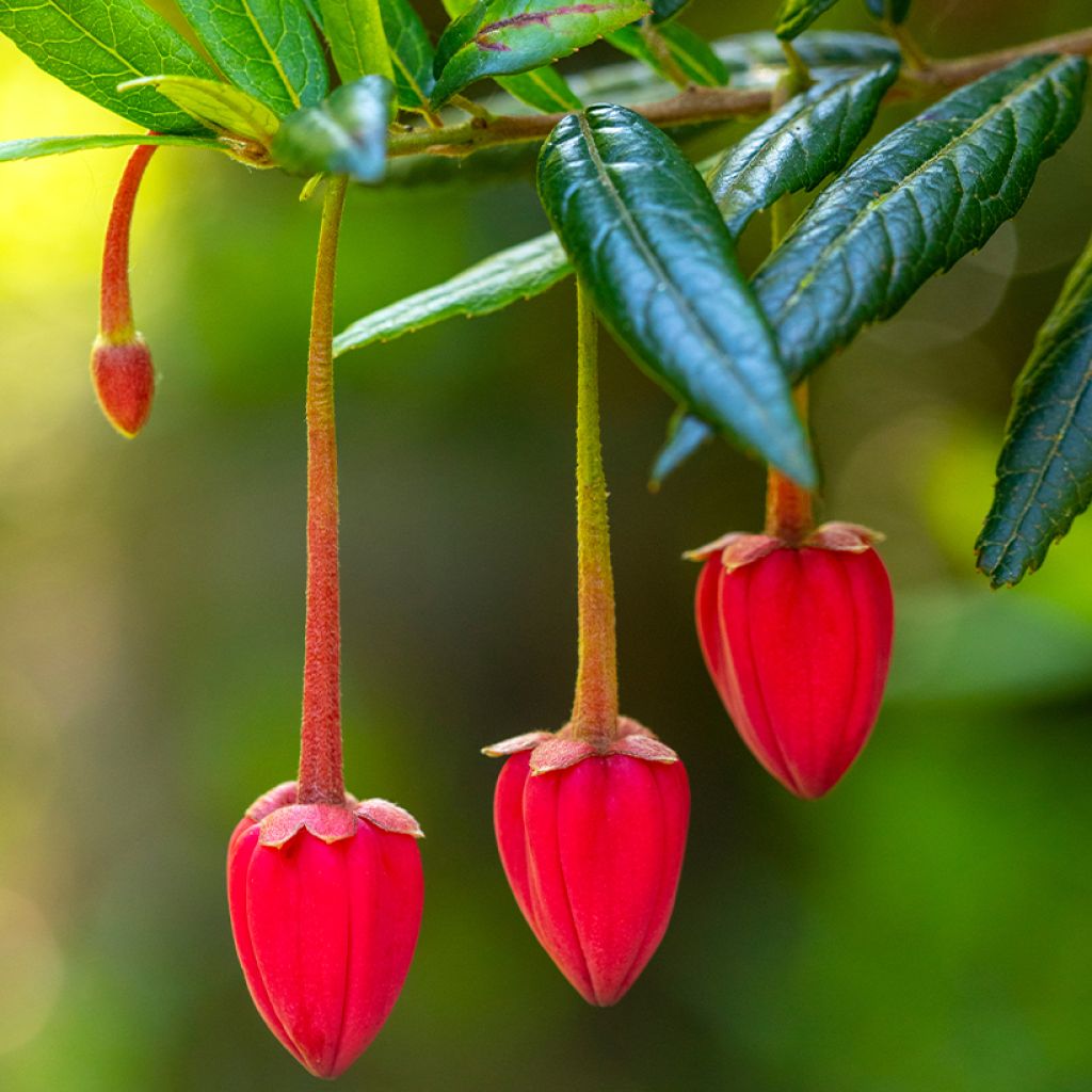 Crinodendron hookerianum - Polizonte