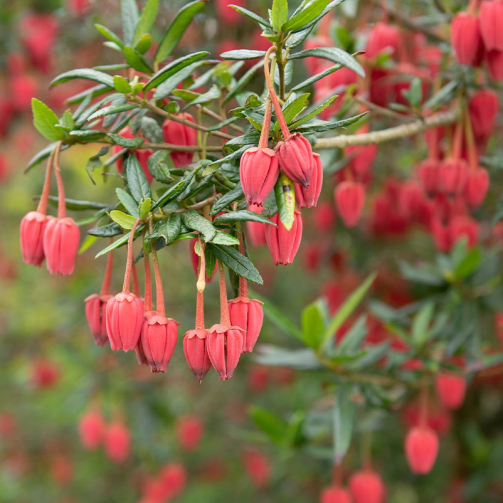 Crinodendron hookerianum - Polizonte