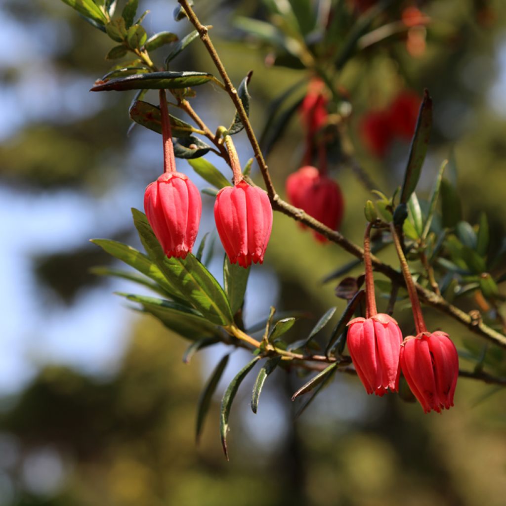 Crinodendron hookerianum - Polizonte