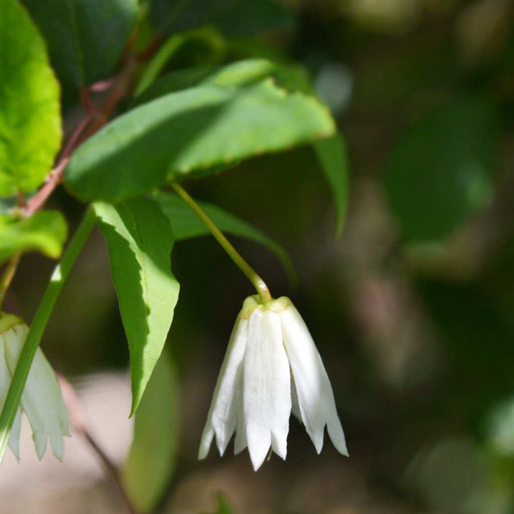 Crinodendron patagua - Patagua