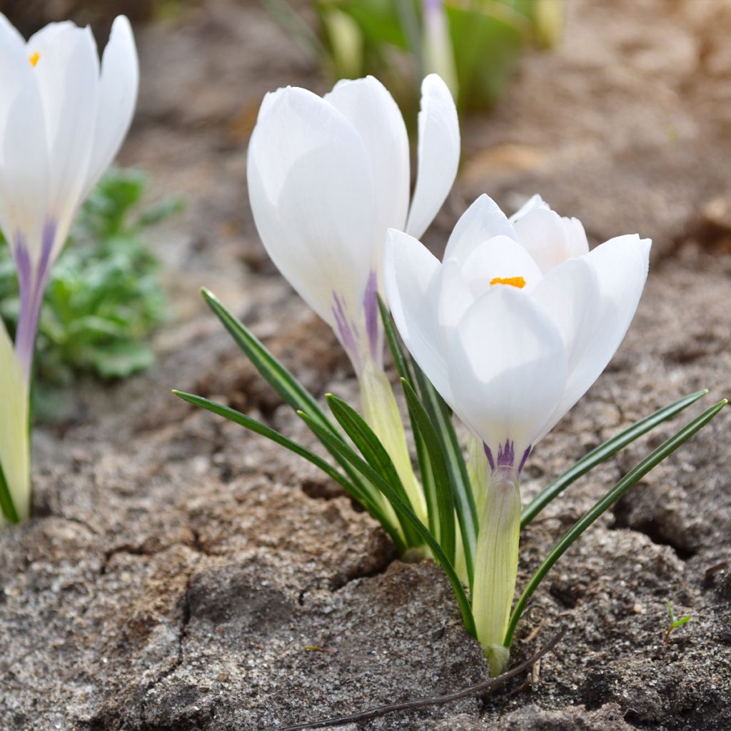 Crocus Silver Coral - Croco
