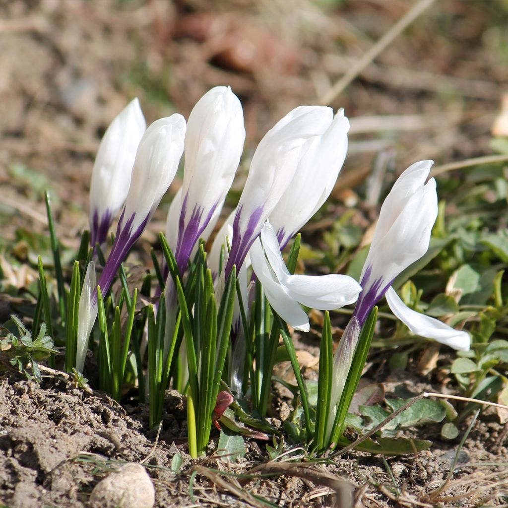 Crocus Silver Coral - Croco