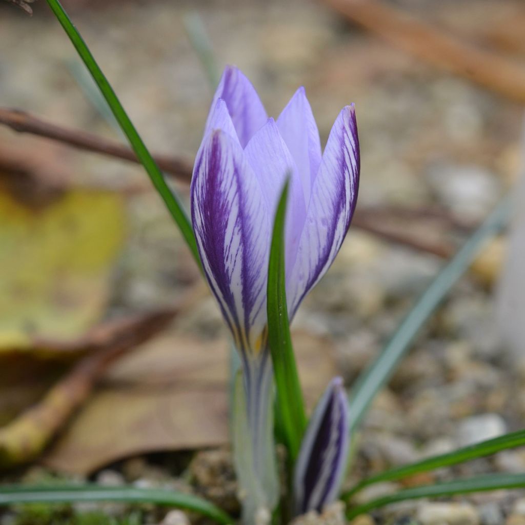 Crocus laevigatus Fontenayi - Croco de otoño