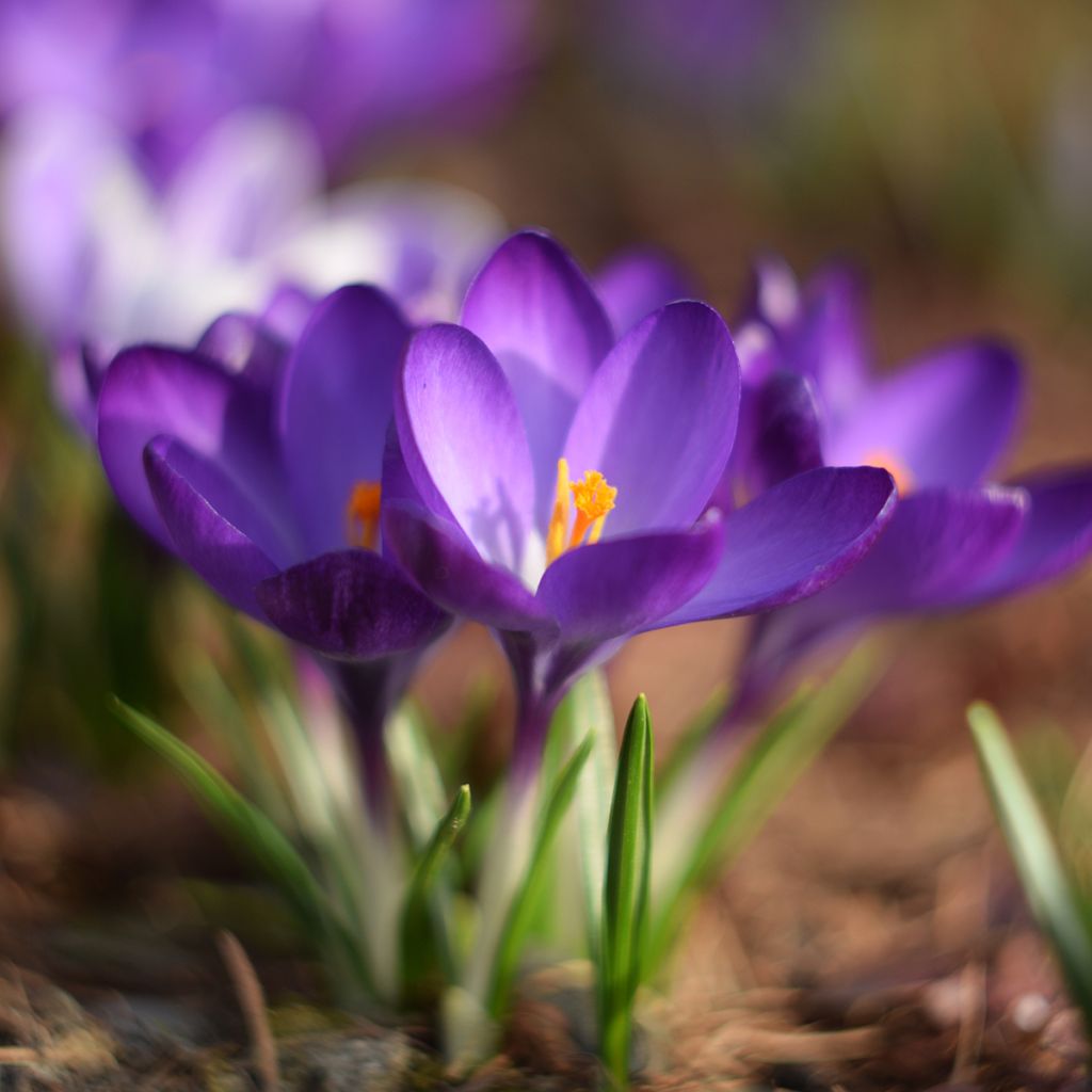 Crocus tommasinianus Blue Ocean - Croco