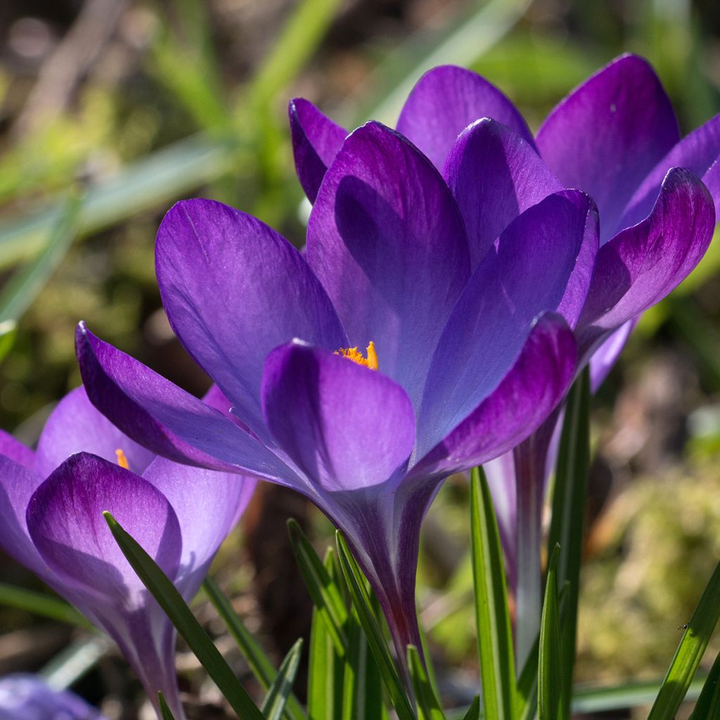 Crocus tommasinianus Blue Ocean - Croco