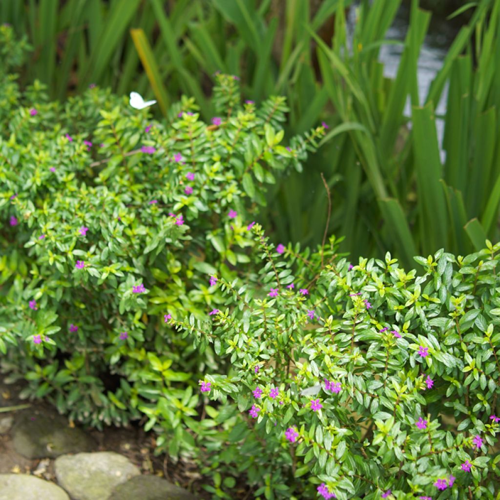Cuphea hyssopifolia Purple - Cufea