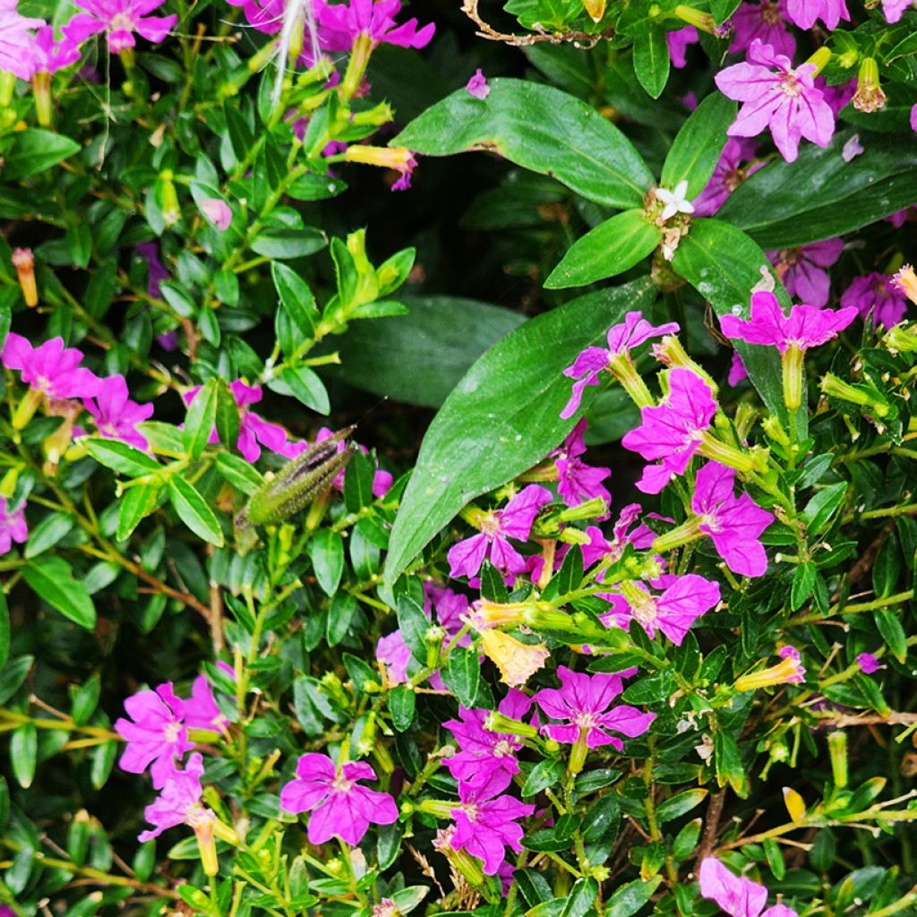 Cuphea hyssopifolia Purple - Cufea